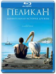 Пеликан Пеликан